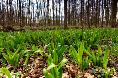 Ayı sarımsağı - Allium ursinum - yaprak döken bir bahar ormanında.