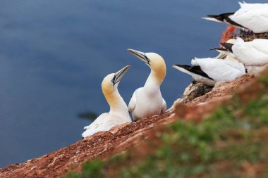 Heligoland - Beyaz Tern - Morus bassanus - Kırmızı bir kayanın üzerindeki bir yuvada oturuyor, arka planda mavi deniz seviyesi