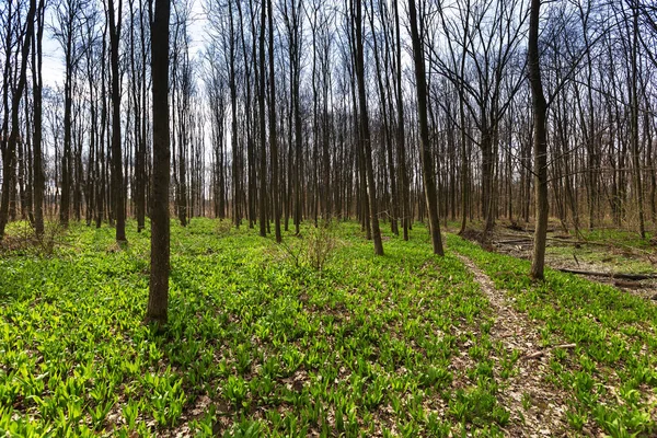 Bear Garlic Allium Ursinum Deciduous Spring Forest — Stock Photo, Image