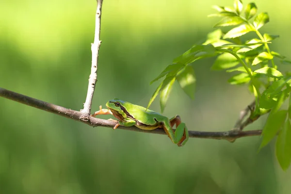 Sapo Árvore Verde Hyla Arborea Senta Ramo Árvore Entre Folhas — Fotografia de Stock