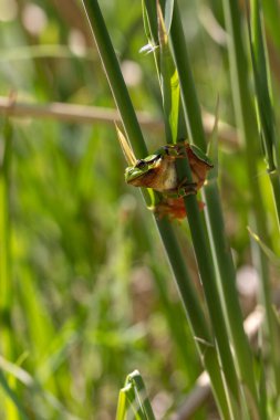 Yeşil ağaç kurbağası - Hyla arborea - ağaç kurbağası otların üzerinde oturmuş güzel bir bokeh ile.