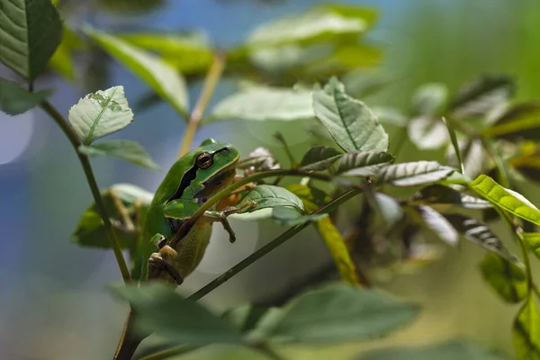 Sapo Árvore Verde Hyla Arborea Sapo Árvore Sentado Folhas Verdes — Fotografia de Stock