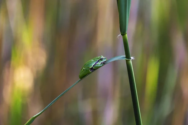 Hyla Arborea Árvore Verde Sentado Uma Folha Junco Verde Com — Fotografia de Stock