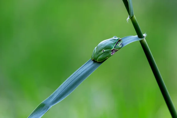 Hyla Arborea Árvore Verde Sentado Uma Folha Junco Verde Com — Fotografia de Stock