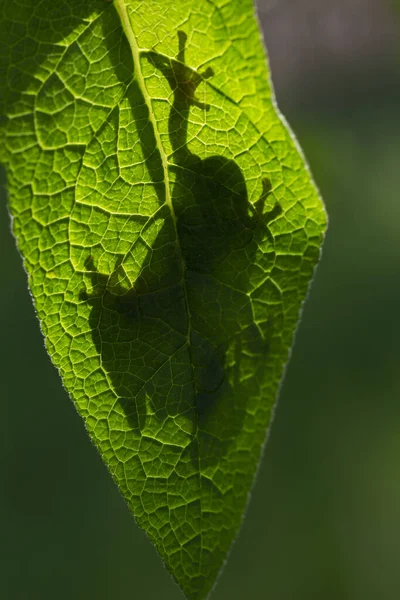 Hyla Arborea Green Tree Frog Sitting Green Leaf Backlight Beautiful — Stock Photo, Image