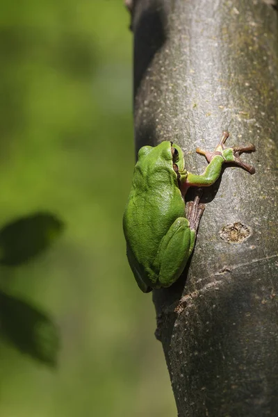 Hyla Arborea 一种绿色的小树蛙 栖息在有美丽灯光的树干上 — 图库照片