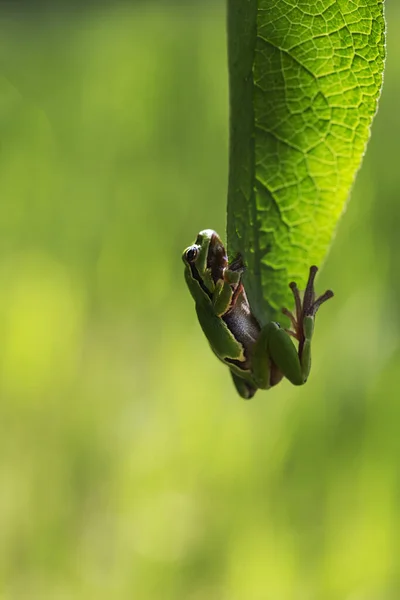 Hyla Arborea Árvore Verde Sentado Uma Folha Verde Luz Fundo — Fotografia de Stock