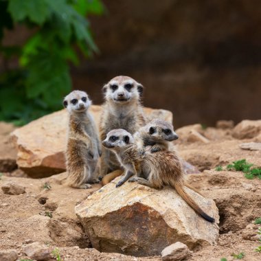 Meerkat - Suricata suricatta - Yetişkin mirketleri olan yavrular bir taşın üzerinde oturuyorlar ve uzaklığa bakıyorlar, güzel kahverengi arka plan