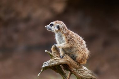Meerkat - Suricata suricatta güçlü bir ağaç gövdesinde oturuyor ve uzaklığa bakıyor, güzel kahverengi arka plan.