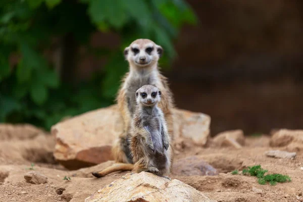 Meerkat Suricata Suricatta Cub Met Ouder Zittend Een Steen Kijkend — Gratis stockfoto