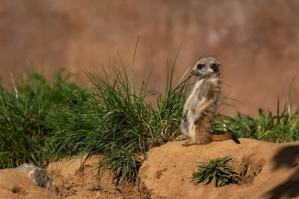 Erdmännchen Suricata Suricatta Ein Junges Erdmännchen Das Einer Kurve Auf — Stockfoto