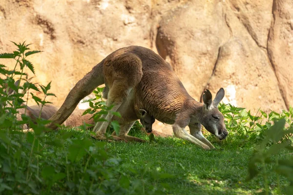 Macropus rufus - Red Kangaroo - grazing on green grass in the pocket has a kangaroo cub.