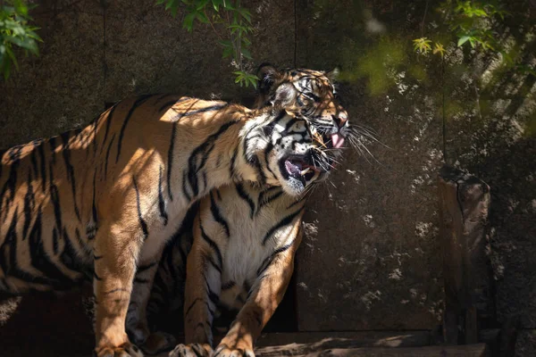 Panthera Tigris Sumatrae Sumatran Tiger Δύο Τίγρεις Που Κάθονται Μία — Φωτογραφία Αρχείου