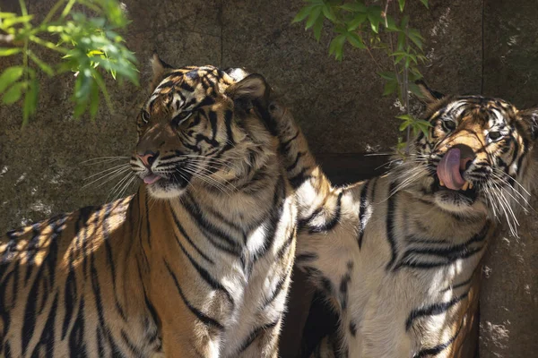 Panthera tigris sumatrae - Sumatran Tiger - two tigers playing with one paw teasing the other