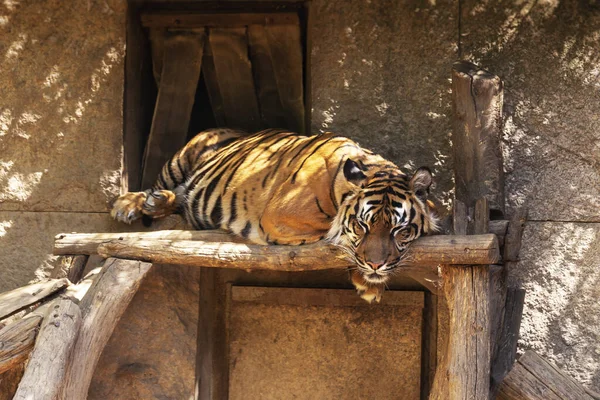 Panthera Tigris Sumatrae Sumatran Τίγρης Που Αναπαύεται Και Κοιμάται Ξύλινη — Φωτογραφία Αρχείου