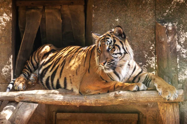 Panthera Tigris Sumatrae Sumatran Τίγρης Κάθεται Μια Ξύλινη Σανίδα Και — Φωτογραφία Αρχείου