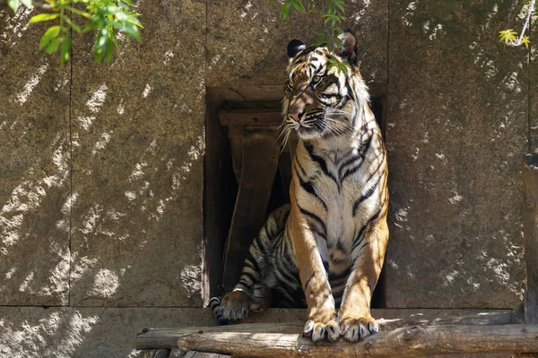 Panthera Tigris Sumatrae Sumatran Τίγρης Κάθεται Μια Ξύλινη Σανίδα Και — Φωτογραφία Αρχείου