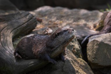 Aonyx Cinereus - küçük bir su samuru tahta bir gövdede uzanıyor ve güneşin altında güneşleniyor ve kuruyor..