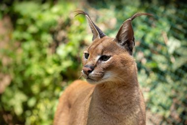 Caracal Caracal - Caracal baş sola bakıyor güzel yeşil bir arka plan ve bokeh.