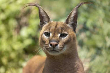 Caracal Caracal - Karakter kafası güzel yeşil arka planı ve bokeh.