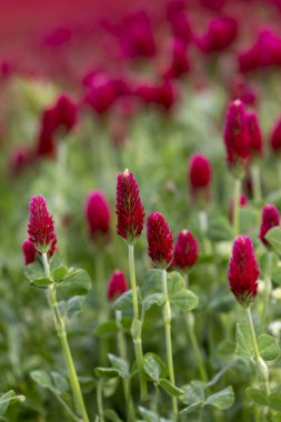 Trifolium incarnatum - yonca tarlasında kırmızı yonca çiçekleri ile güzel, taze bokeh.