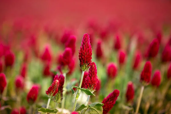Trifolium Incarnatum Flor Trevo Vermelho Campo Trevo Com Belo Bokeh — Fotografia de Stock