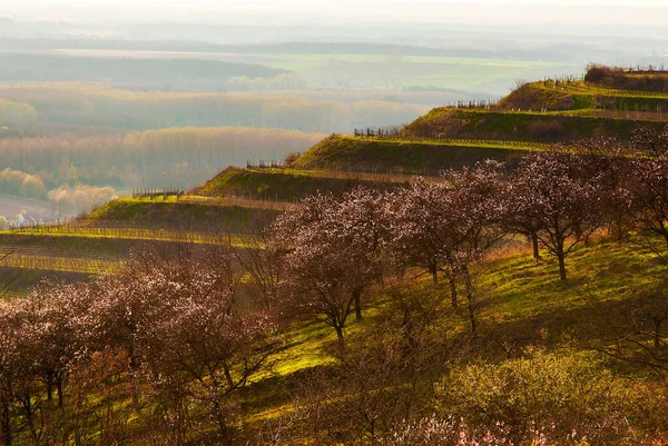 The landscape of South Moravia, around Pouzdrany. Terraced landscape of vineyards and in the foreground grows a flowering orchard. In the background a field and a row of trees
