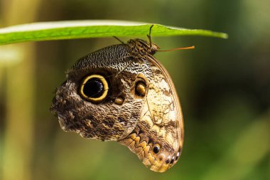Eelgrass - Lopinga achine, yeşil yaprağın dibinden sarkan güzel kahverengi bir kelebek. Kanadın güzel desenli altın bir gözü var. Kelebek güzel bir çukurda..