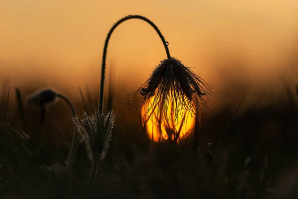 Pulsatilla Grandis Jižní Morava Květ Zvadlého Kolemjdoucího Zapadající Slunce Vlasech — Stock fotografie