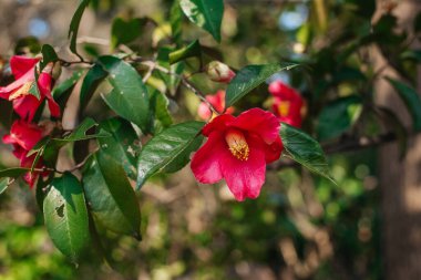 Elma ağacı dekoratif erik çiçeği pembe çiçekler açar. Ağaçtaki parlak pembe çiçek.