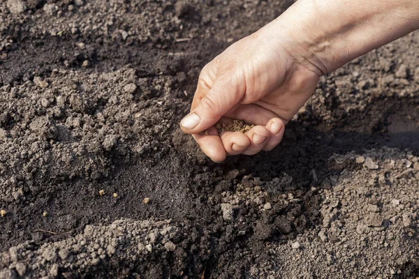 Human Hand Holding Grains Gardening — Stock Photo, Image