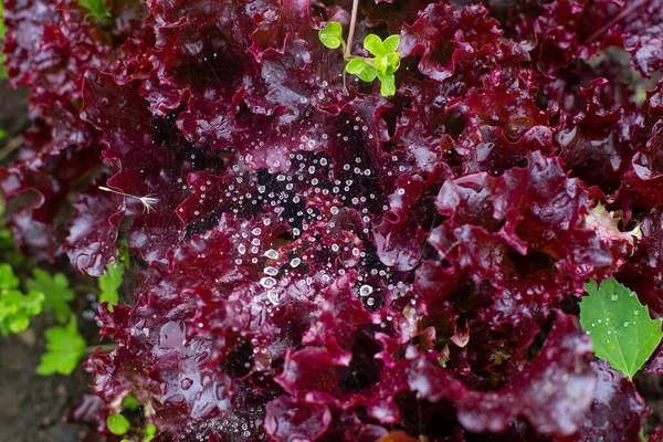 Frische Rote Salatblätter Garten Ansicht Von Oben — Stockfoto