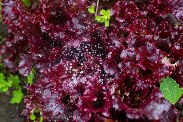 Bahçede Taze Kırmızı Marul Yaprakları Üst Görünüm — Stok fotoğraf