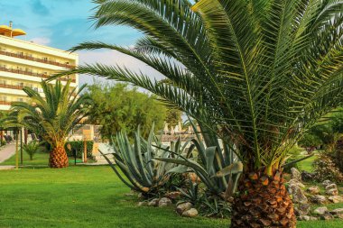 Büyük palmiye ağaçları, büyük aloe ve okaliptüsler, güzel taşlar, canlı renkler, yeşil çimenler ve çalılar, rahatlama ve mavi gökyüzü altında düşler için güzel bir yer..