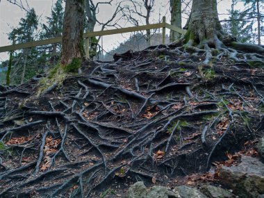 Dünyanın yüzeyindeki dev ağaç kökleri bir dağ yamacında. Milli parktaki antik mistik ağaçlar..