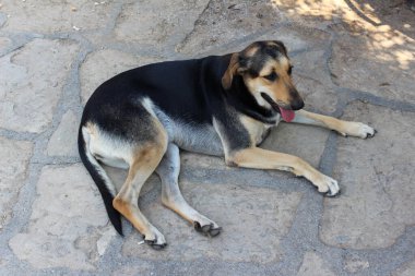 Üç renkli tasması olmayan güzel, genç, şirin, kısa saçlı bir köpek yerde yatar (duvarcılıkla taş döşeyerek) ve dili dışarıda dinlenir..
