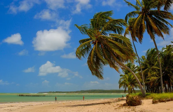 Cocos Playa Maragogi Alagoas Brasil Septiembre 2005 —  Fotos de Stock