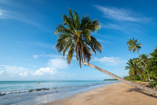 Καρύδες Στην Ήσυχη Και Όμορφη Παραλία Japaratinga Maragogi Alagoas Brazil — Φωτογραφία Αρχείου