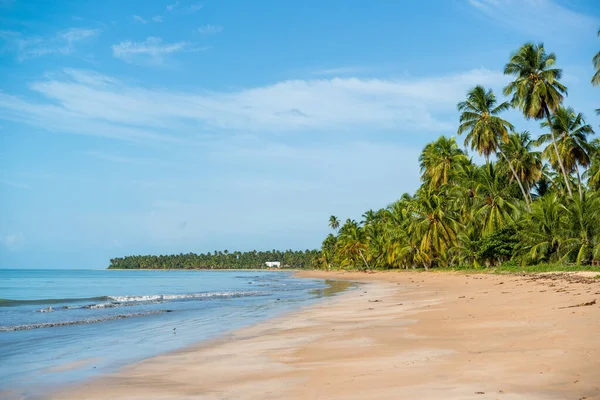 Pohon Kelapa Pantai Japaratinga Maragogi Alagoas Brasil Yang Damai Dan — Stok Foto