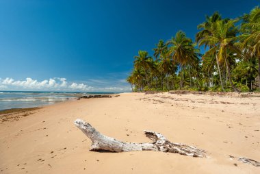 Taipu de Fora Plajı 'nda güneşli bir gün, Penisula de Marau, BA, Brezilya 22 Şubat 2008