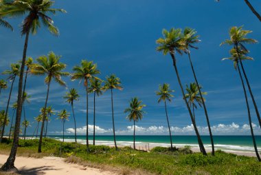 Taipu de Fora Beach, Penisula de Marau, Bahia, Brezilya 23 Şubat 2008. Deniz kenarında hindistan cevizi ağaçlarıyla güneşli bir gün. Güney Bahia 'daki bu güzel ve huzurlu sahilde.