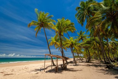 Taipu de Fora Beach, Penisula de Marau, Bahia, Brezilya 23 Şubat 2008. Deniz kenarında hindistan cevizi ağaçlarıyla güneşli bir gün. Güney Bahia 'daki bu güzel ve huzurlu sahilde.