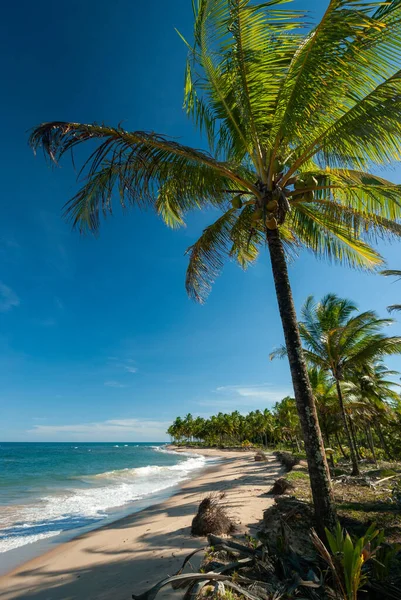 Cerah Hari Taipu Fora Beach Penisula Marau Brasil Pada Tanggal — Stok Foto