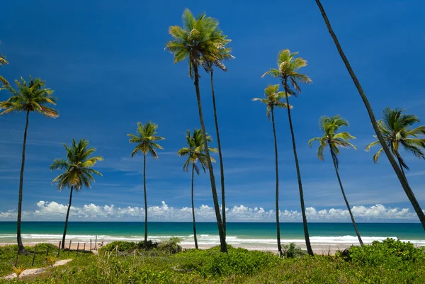 Taipu Fora Beach Penisula Marau Bahia Brésil Février 2008 Journée — Photo