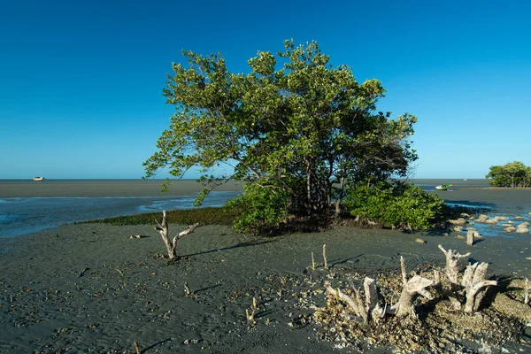 Típico Árbol Manglar Durante Marea Baja Praia Requenguela Icapui Ceara —  Fotos de Stock