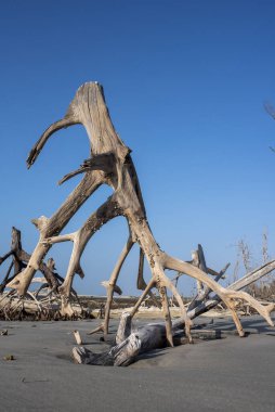 Brezilya 'nın Jericoacoara plajında mavi gökyüzünde kuru ağaçlarla kaplı bir mangrov.