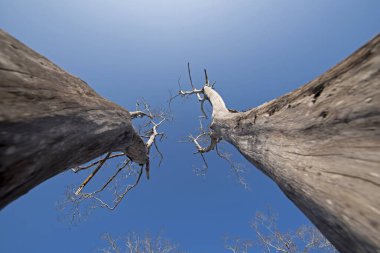 Brezilya 'nın Jericoacoara plajında mavi gökyüzünde kuru ağaçlarla kaplı bir mangrov.