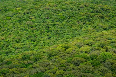 1 Mart 2014 tarihinde Brezilya 'nın Recife kenti yakınlarındaki Atlantik ormanı. Hava görünümü