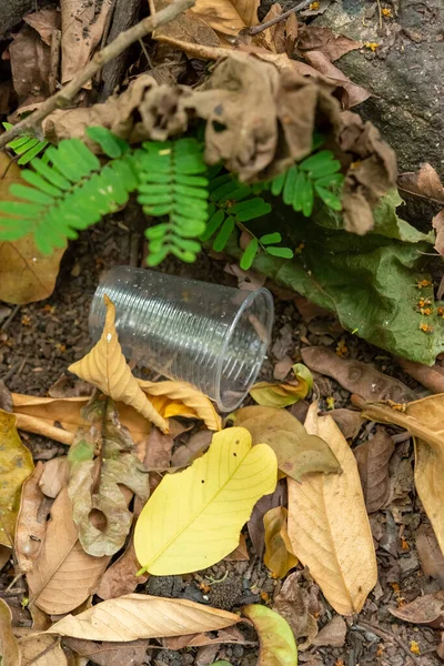 Szennyezés Eldobható Műanyag Pohár Esőerdő Padlóján — Stock Fotó