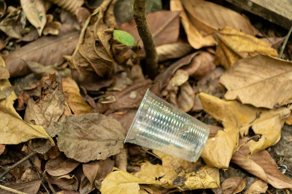 Szennyezés Eldobható Műanyag Pohár Esőerdő Padlóján — Stock Fotó